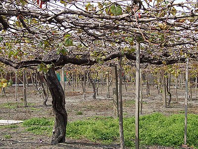 葡萄树春季管理要点
