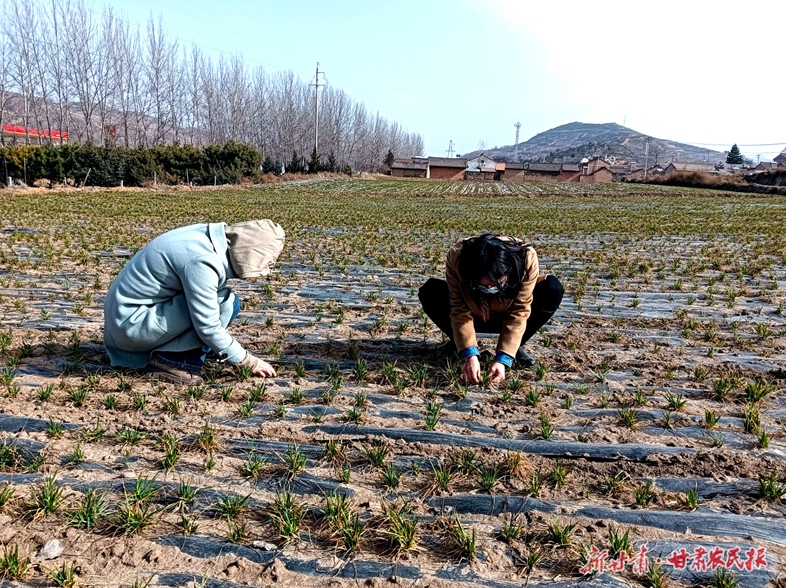庄浪：春季小麦田间管理正当时