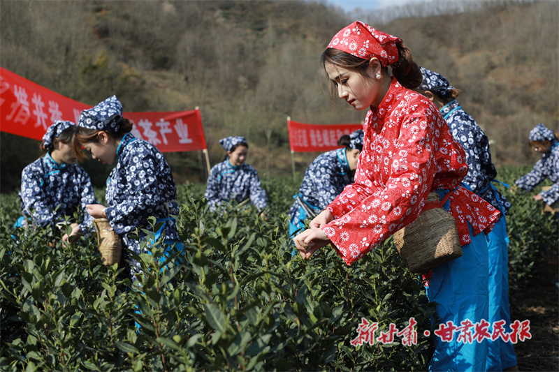文县：一叶一春 抢“鲜”开采