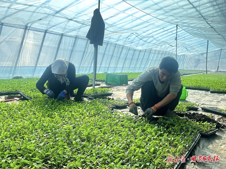 庄浪：蔬菜园里产业旺