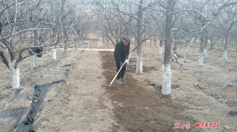 静宁:早酥梨园精管赋能春花秋果