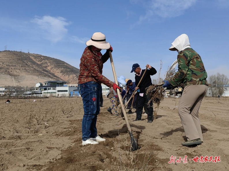 静宁：种植金银花 铺就致富路