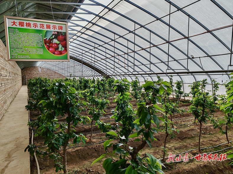 静宁：大棚车厘子结出“致富果”