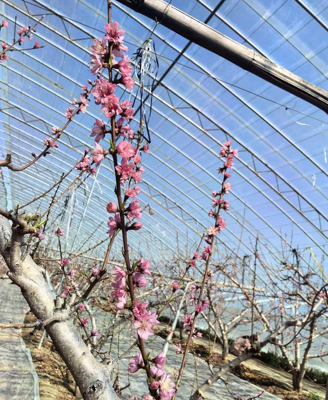 大棚油桃疏花疏果讲方法