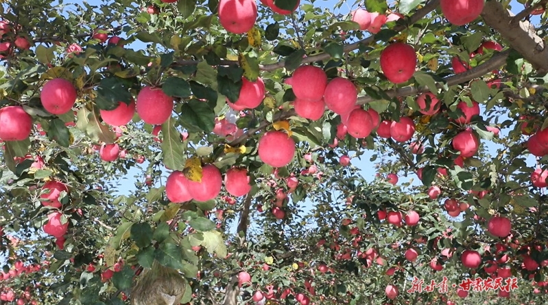静宁苹果走“俏”粤港澳大湾区水果市场