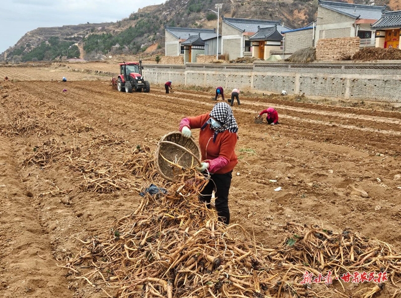 庄浪：青山满药香 药农挖苗忙
