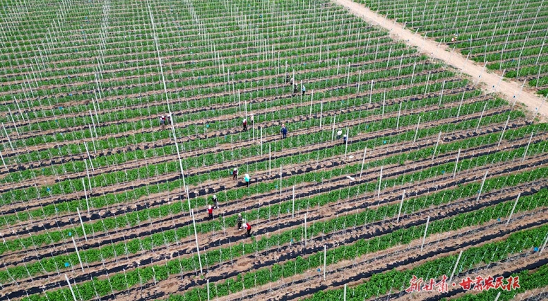 庄浪：科技赋能苹果产业“红彤彤”