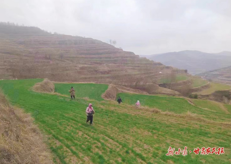 静宁：小麦返青管理忙

