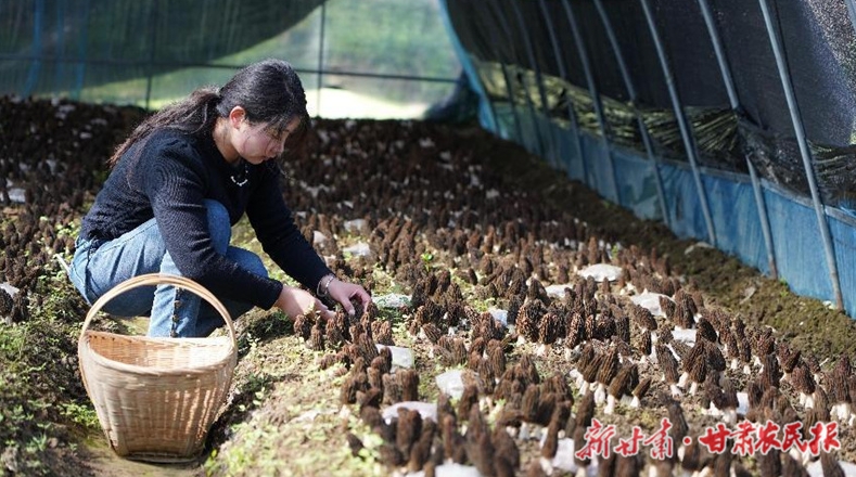 康县豆坝镇：食用菌产业撑起农民致富“伞”