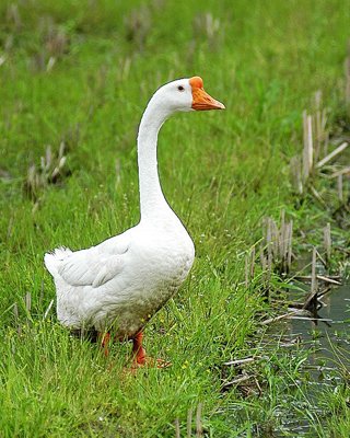 春季养鹅要做到“两保一防”