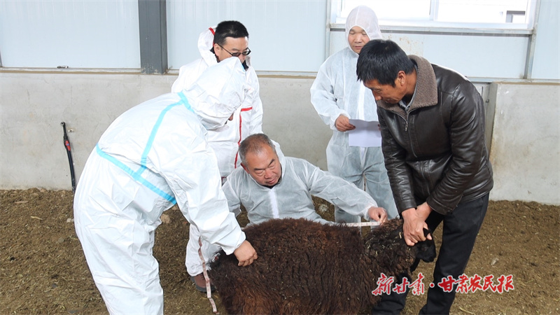 养羊的“狼”博士