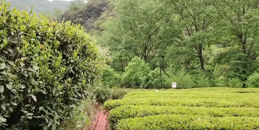 来阳坝饮一杯“春色”！