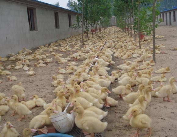 春养家禽疾病多 防管结合来破解
