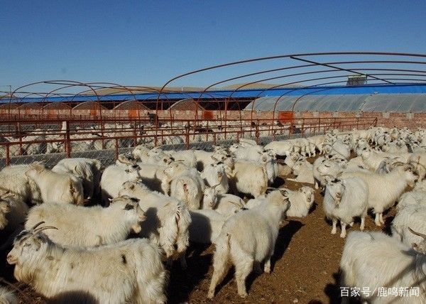 养羊必备的九种救命药
