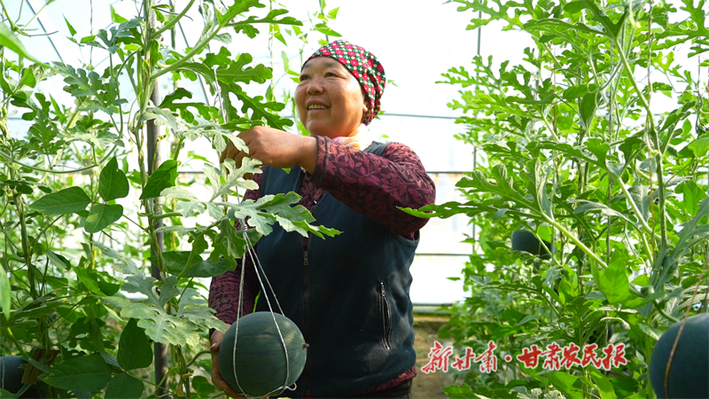 大棚西瓜抢“鲜”上市