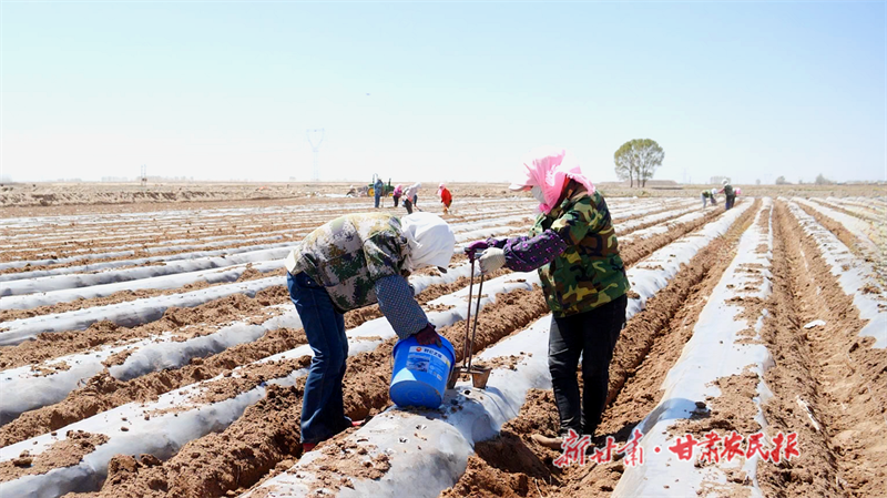 山丹：以“薯”光为翼 奔振兴之路