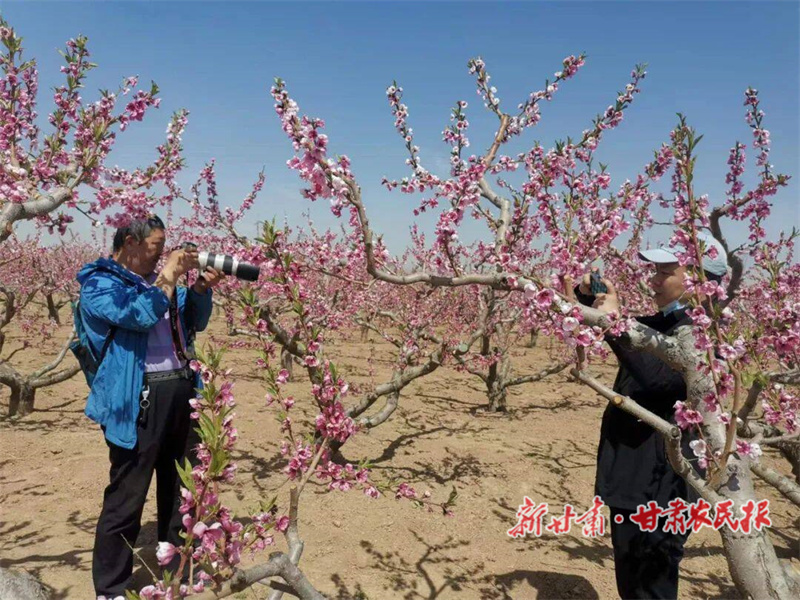 靖远刘川：“桃经济”绘就乡村振兴“甜蜜”图景
