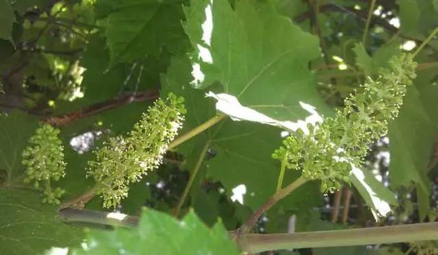 葡萄花期应注意五点
