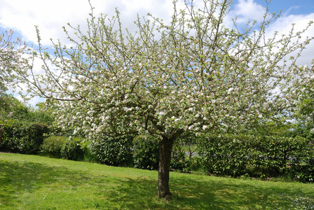 苹果到五月 管理抓六点