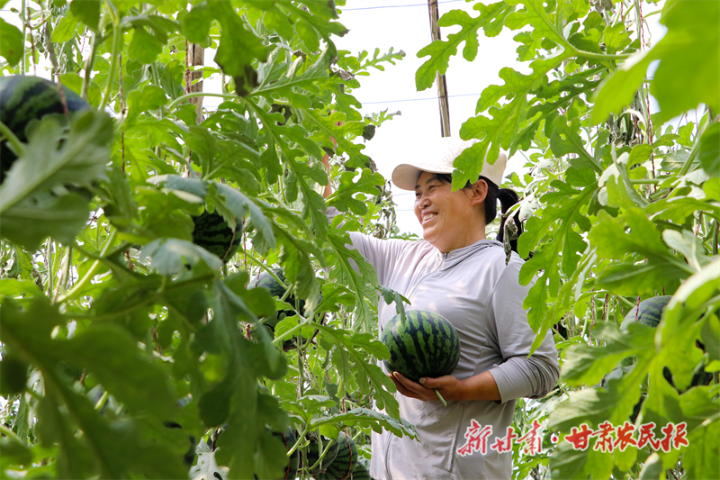 民勤：一个西瓜看振兴