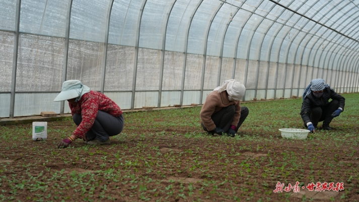 靳银强：“归雁”还巢报桑梓 科技育薯助振兴