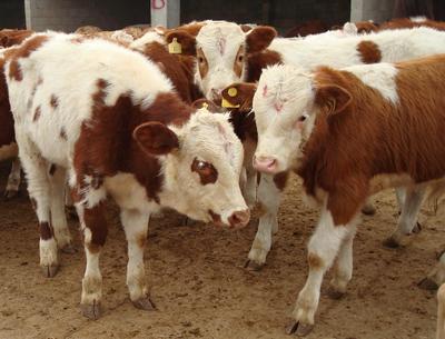 夏季如何预防肉牛掉膘 这些技术超级实用