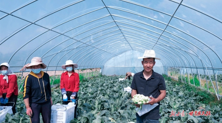 【图片新闻】静宁：“四季有菜”产业兴