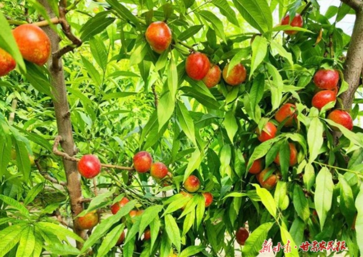 【图片新闻】静宁：大棚油桃“鲜”上市