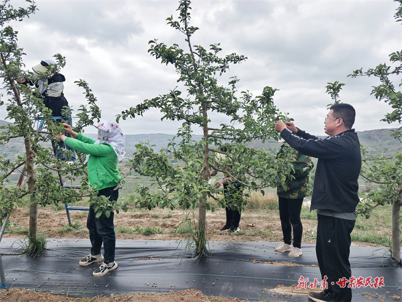 庄浪吊沟村：推动苹果产业绿色发展

