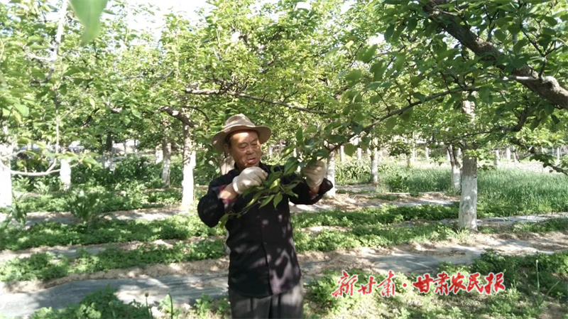静宁 酥梨挂满枝 增收“丰”景好
