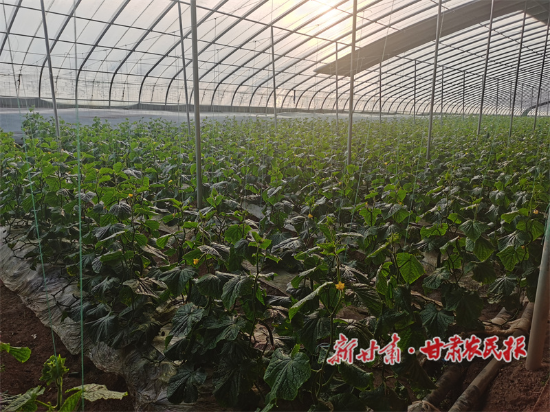 漳县 党建赋能特色产业