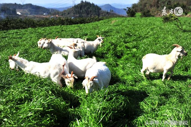 夏季畜禽养殖有妙招
