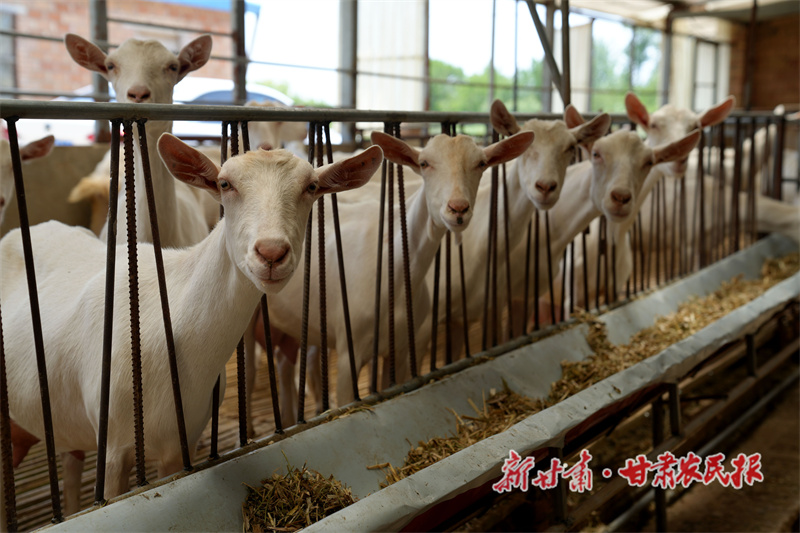 合水县 草与畜的“绿色循环”
