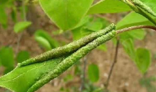 怎样识别和防治梨木虱?