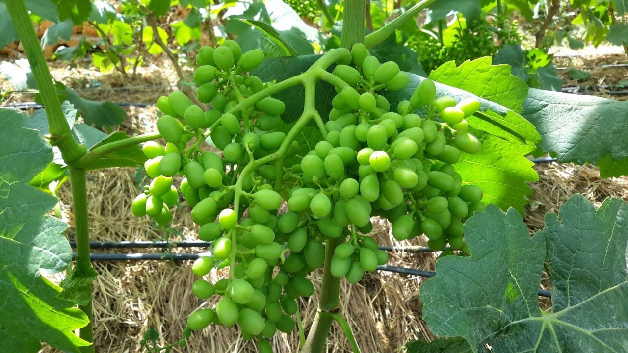 6月份葡萄管理注意啥