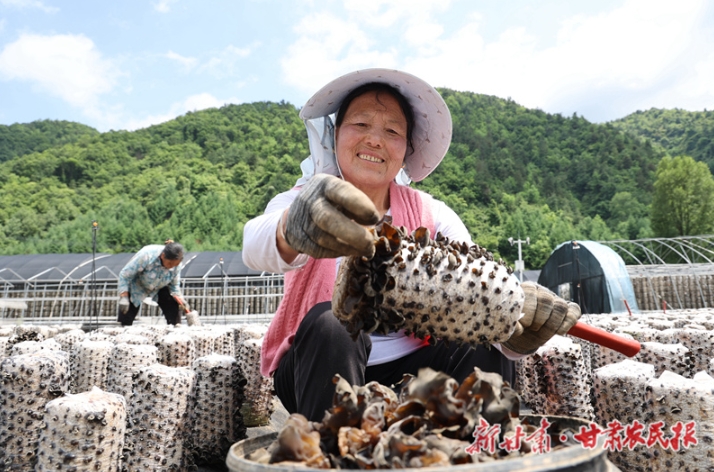 【图片新闻】康县:木耳丰收 助农增收