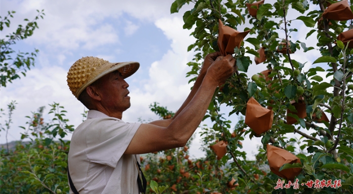 ​静宁：果农套袋忙 提质增效有保障
