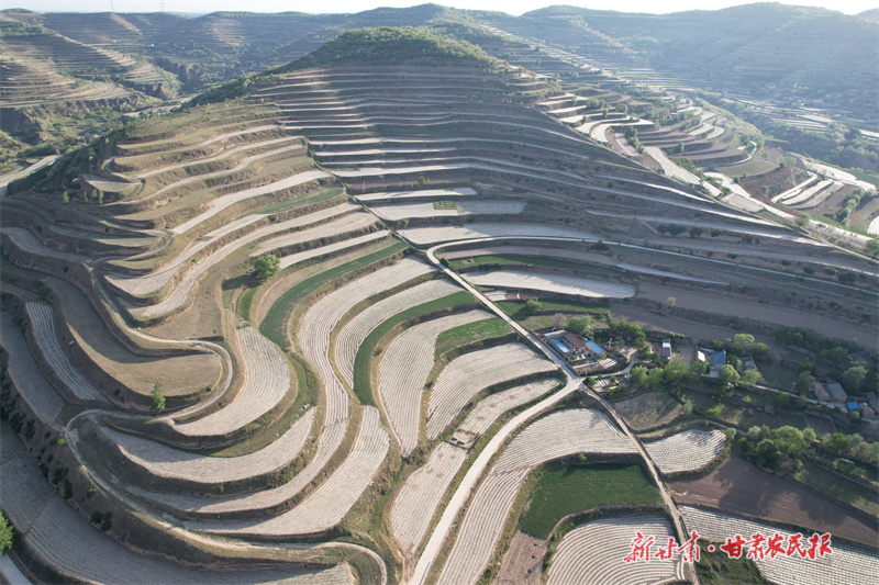 静宁：“归雁”杨军，让“沉睡”撂荒地恢复“活力”