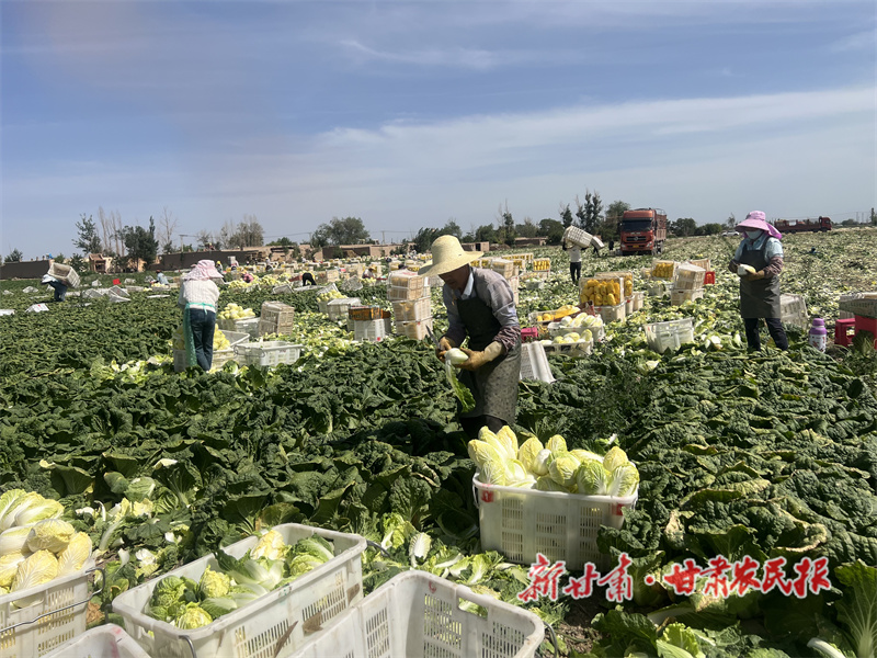 民勤县 满目“丰”景销售旺