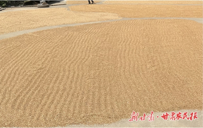 康县:“红色引擎”激活夏收好“丰”景