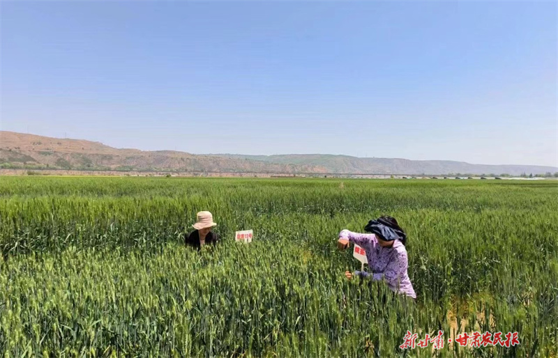 崆峒区:冬小麦新品种试验示范田长势喜人