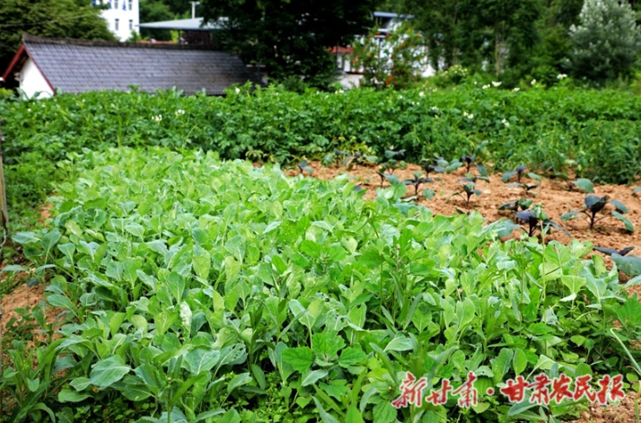 康县:方寸之地的“特色” 庭院经济
