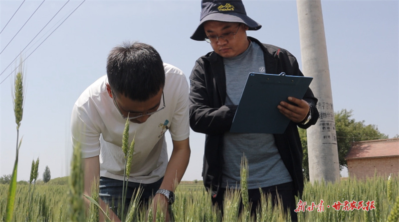 崆峒区:开展“一喷三防” 助力夏粮丰产丰收