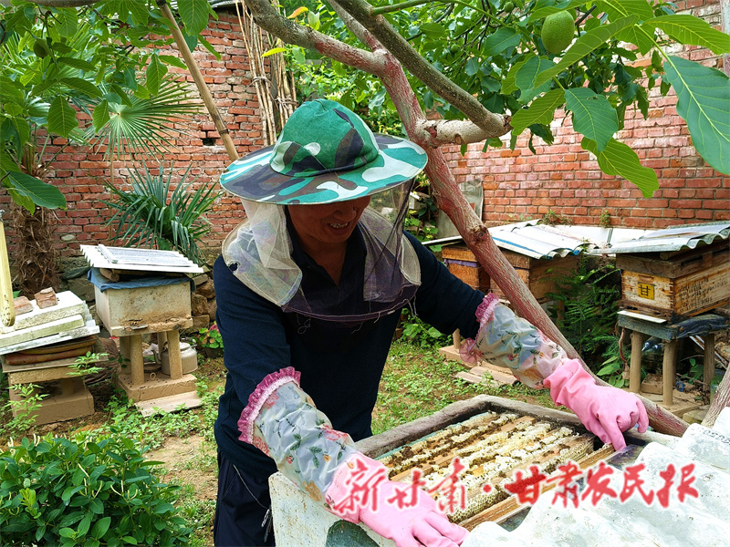 成县 生态养蜂“蜂”景好
