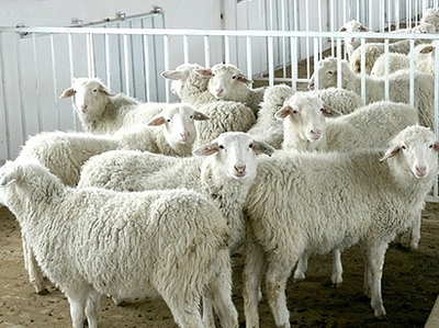 羊炭疽病与羊巴氏杆菌病、羊的恶性水肿病如何鉴别?