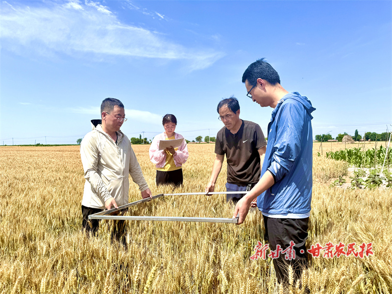 小麦测产