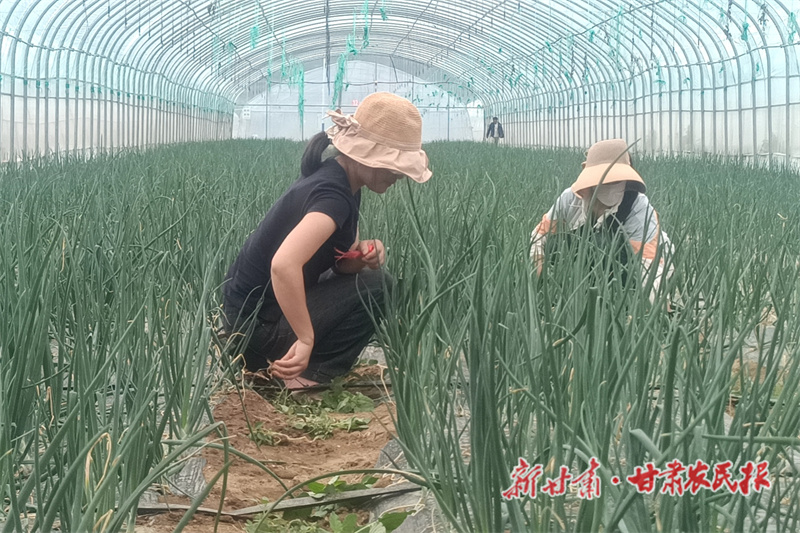 西和:温室大棚“蔬”写好“丰”景