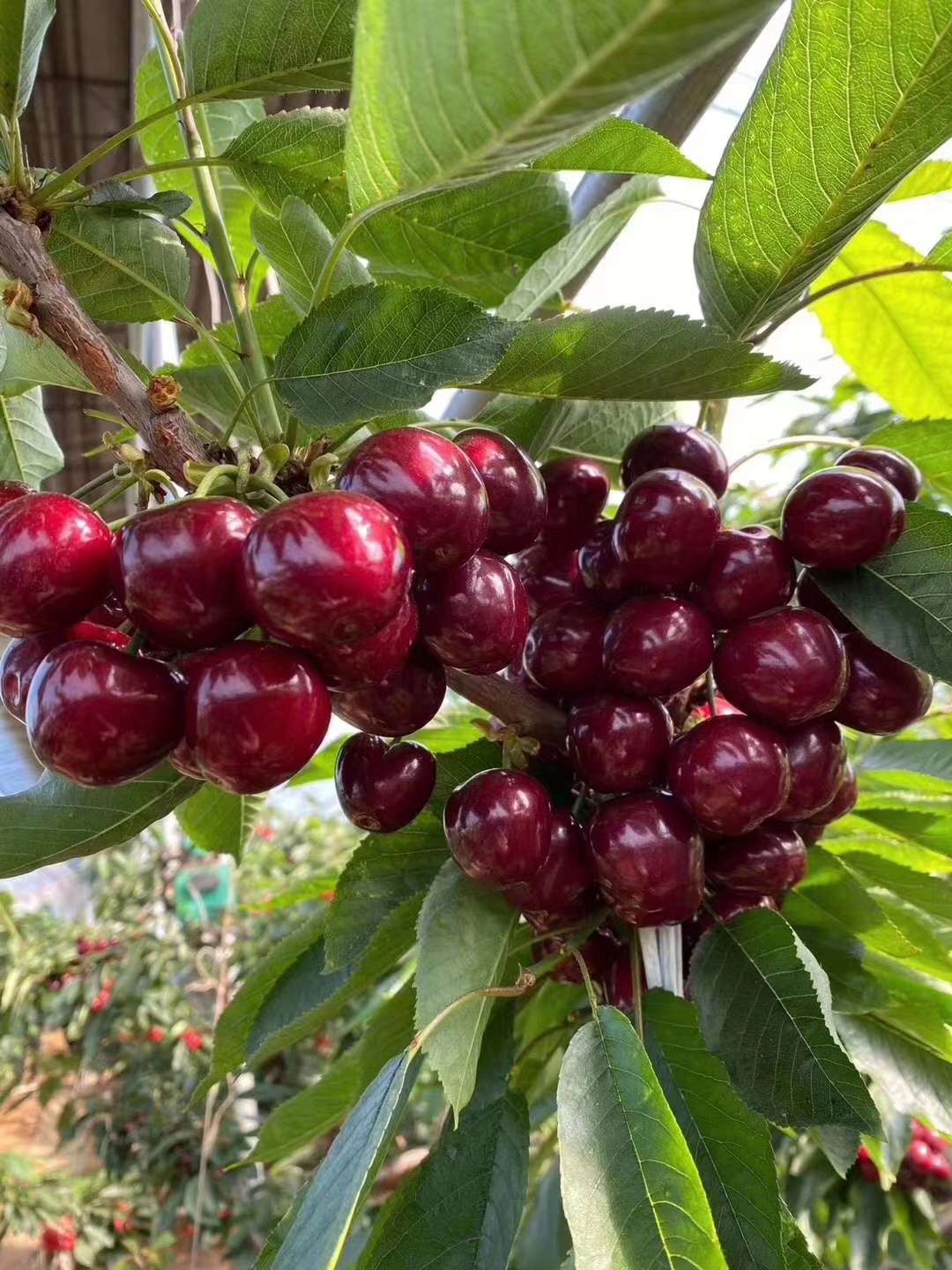 大樱桃摘果后注意这几点