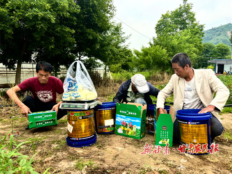 仇小军 当个瓜农也挺好