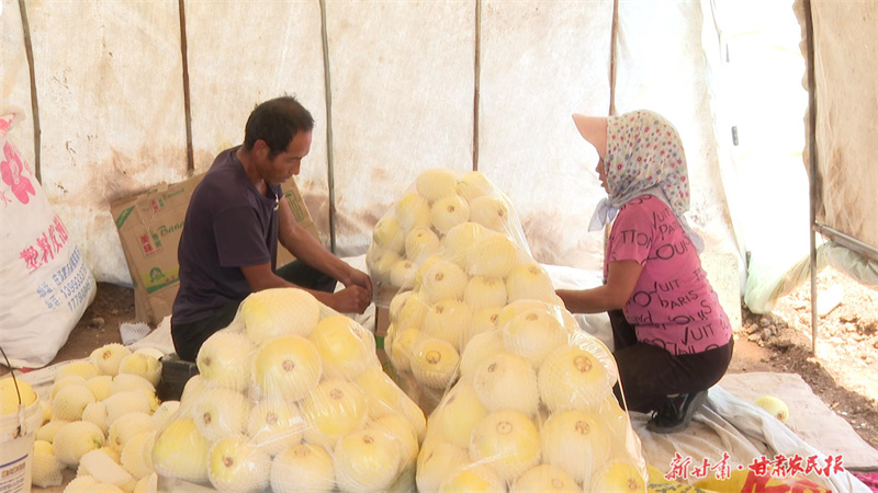 庄浪：瓜果飘香致富路

